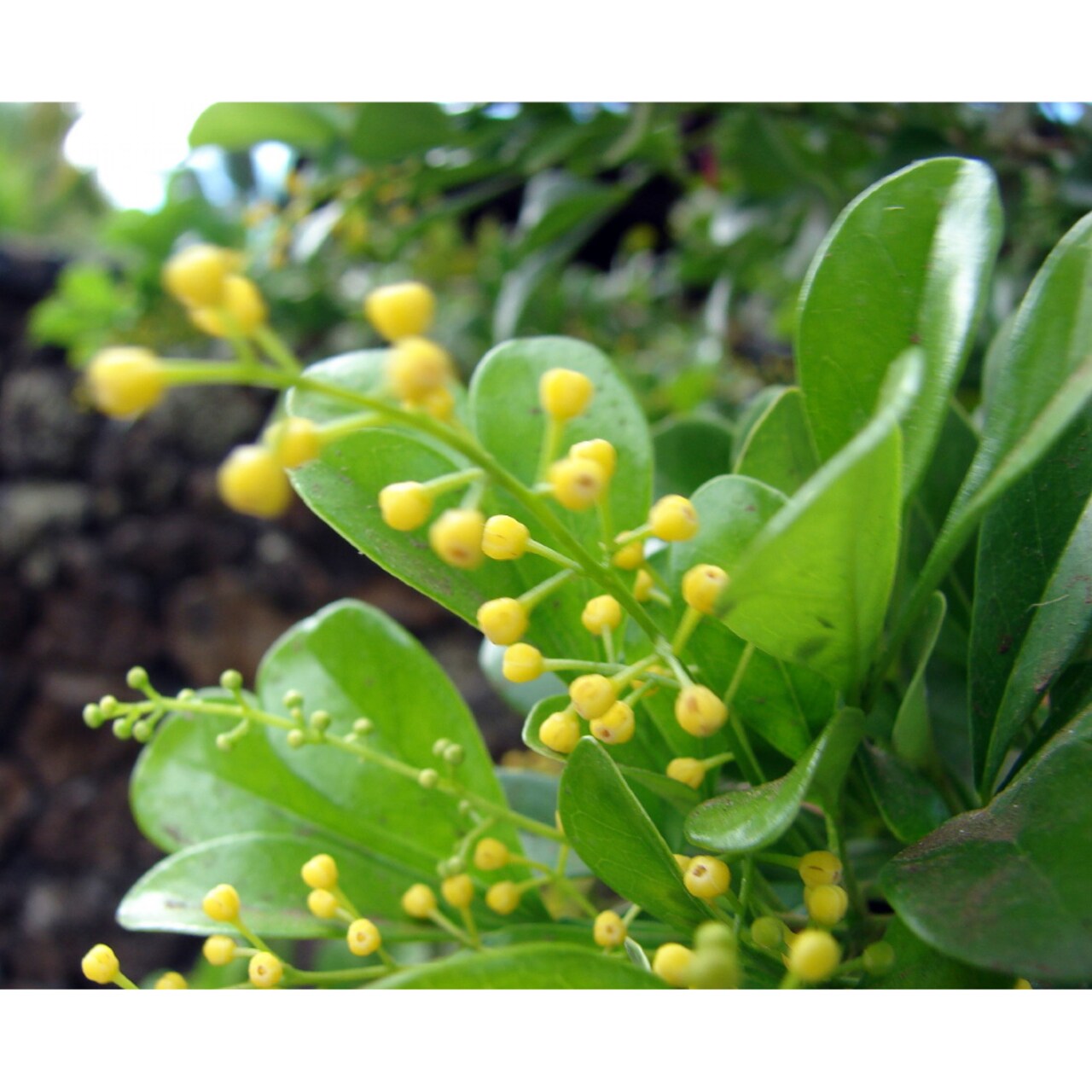 Chinese Perfume Plant - Aglaia odorata - Sweet Fragrant Blooms - 4" Pot